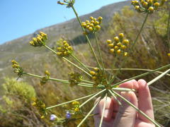 Lichtensteinia trifida