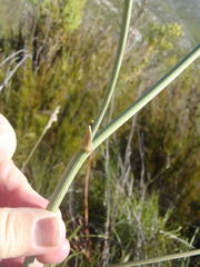 Lichtensteinia trifida