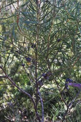 Hakea laevipes