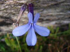 Lobelia dichroma