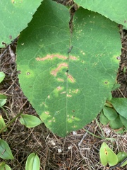 Scrobipalpula manierreorum