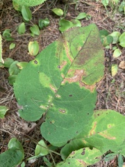 Scrobipalpula manierreorum