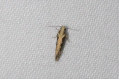 Ornativalva erubescens