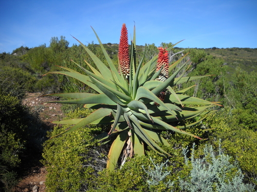 tilt-head aloe