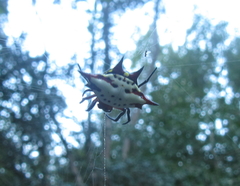 Gasteracantha sanguinolenta