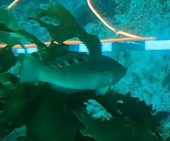 Pseudolabrus luculentus