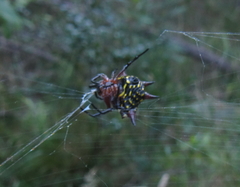 Gasteracantha sanguinolenta