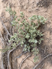 Atriplex saccaria