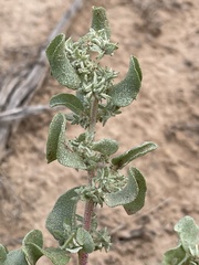 Atriplex saccaria