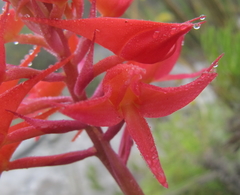 Disa ferruginea