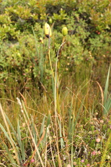 Iris hookeri