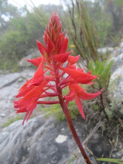 Disa ferruginea