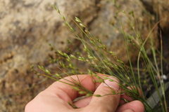 Juncus hybridus