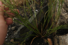 Juncus hybridus