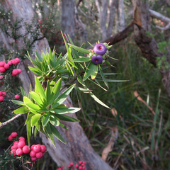Cyathodes platystoma