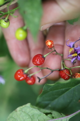 Solanum dulcamara