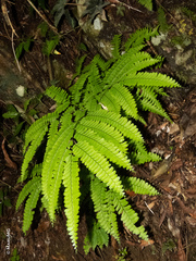 Adiantum wilesianum