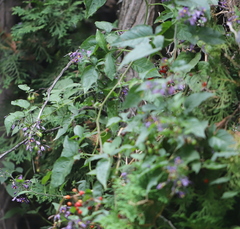 Solanum dulcamara