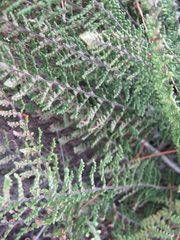 Cheilanthes hirta hirta