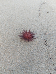 Echinozoa