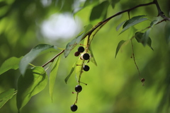 Prunus virginiana