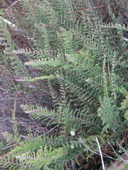 Cheilanthes hirta hirta