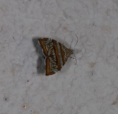 Choreutis periploca