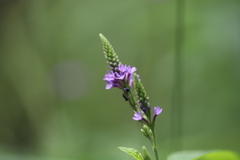 Verbena hastata