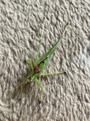 Hexacentrus hareyamai