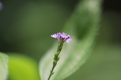 Verbena hastata