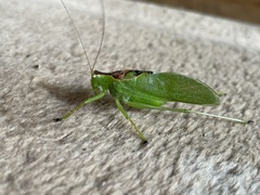 Hexacentrus hareyamai