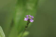 Verbena hastata