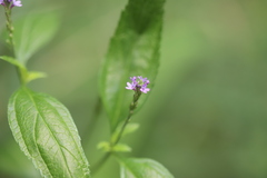 Verbena hastata