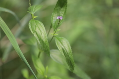 Verbena hastata