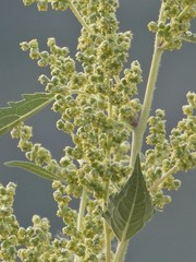 Cyclachaena xanthiifolia