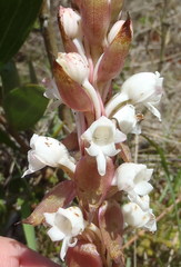 Satyrium acuminatum
