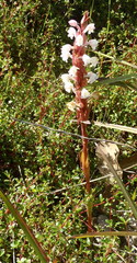Satyrium acuminatum