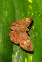 Pseudocoladenia