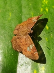 Pseudocoladenia