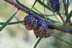 Hakea laevipes