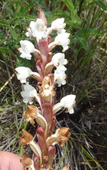 Satyrium acuminatum