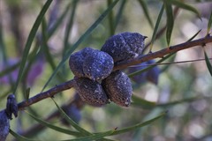 Hakea laevipes