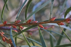 Hakea laevipes