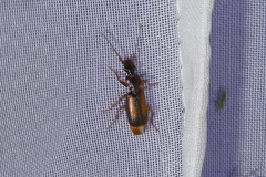 Polistichus connexus