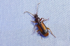 Polistichus connexus