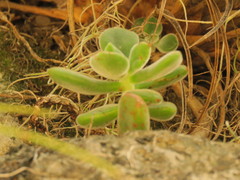 Echeveria pulvinata