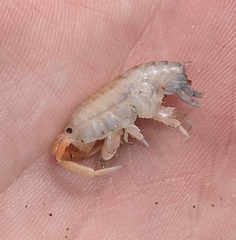 Megalorchestia corniculata