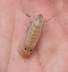 Megalorchestia corniculata