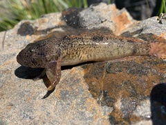 Cottus beldingii