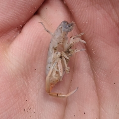 Megalorchestia corniculata